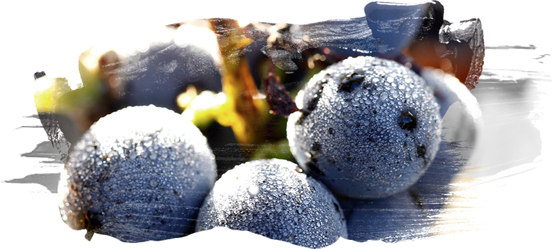 Vinhas do Pinhal da Torre